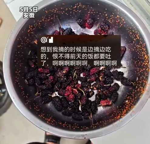 富灯网配资 女子把桑葚泡水后发现全是虫子 医生：是果蝇幼虫，吃了对身体无害